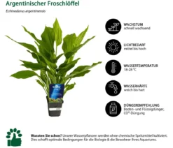 Dehner Aqua Premium Argentinischer Froschlöffel XL - Echinodorus argentinensis
