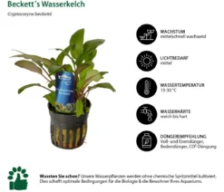 Dehner Aqua Premium Beckett´s Wasserkelch - Cryptocoryne beckettii