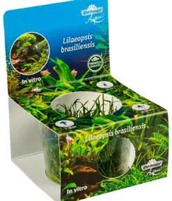 Dehner Aqua Premium Brasilianische Graspflanze In vitro - Lilaeopsis brasiliensis