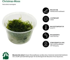Dehner Aqua Premium Christmas-Moos - Vesicularia montagnei