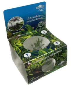 Dehner Aqua Premium Grasartige Schwertpflanze In vitro - Echinodorus tenellus
