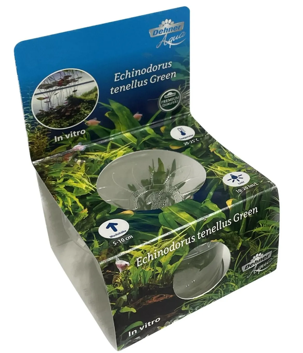 Dehner Aqua Premium Grasartige Schwertpflanze In vitro - Echinodorus tenellus