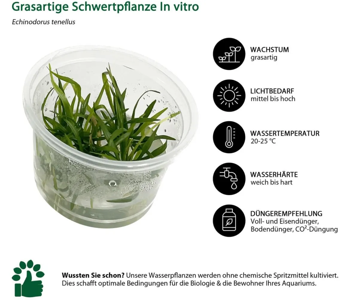 Dehner Aqua Premium Grasartige Schwertpflanze In vitro - Echinodorus tenellus