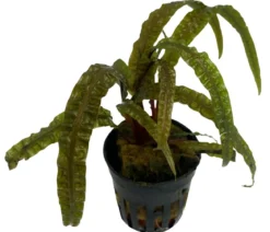 Dehner Aqua Premium Grasblättriger Wasserkelch - Cryptocoryne crispatula var. balansae