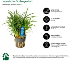 Dehner Aqua Premium Japanischer Schlangenbart - Ophiopogon japonicus pusillus