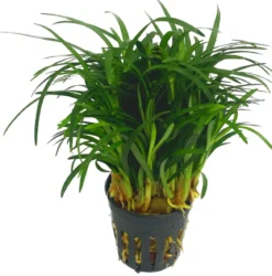 Dehner Aqua Premium Japanischer Schlangenbart - Ophiopogon japonicus pusillus