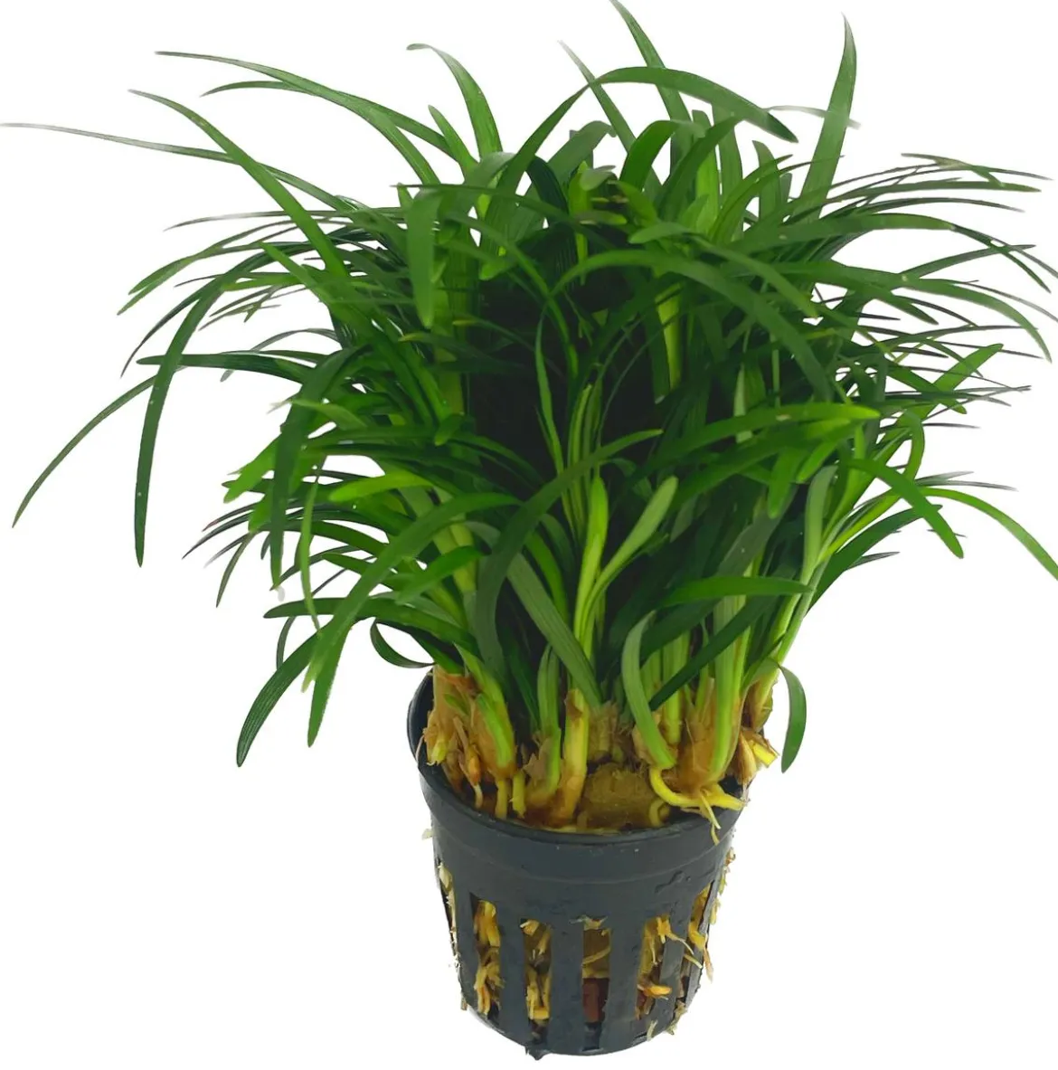 Dehner Aqua Premium Japanischer Schlangenbart - Ophiopogon japonicus pusillus