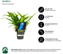 Dehner Aqua Premium Javafarn - Microsorum pteropus