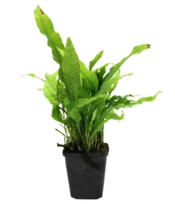 Dehner Aqua Premium Javafarn - Microsorum pteropus