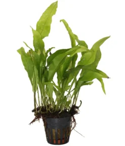 Dehner Aqua Premium Javafarn - Microsorum pteropus