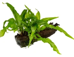 Dehner Aqua Premium Javafarn auf Wurzel - Microsorum pteropus