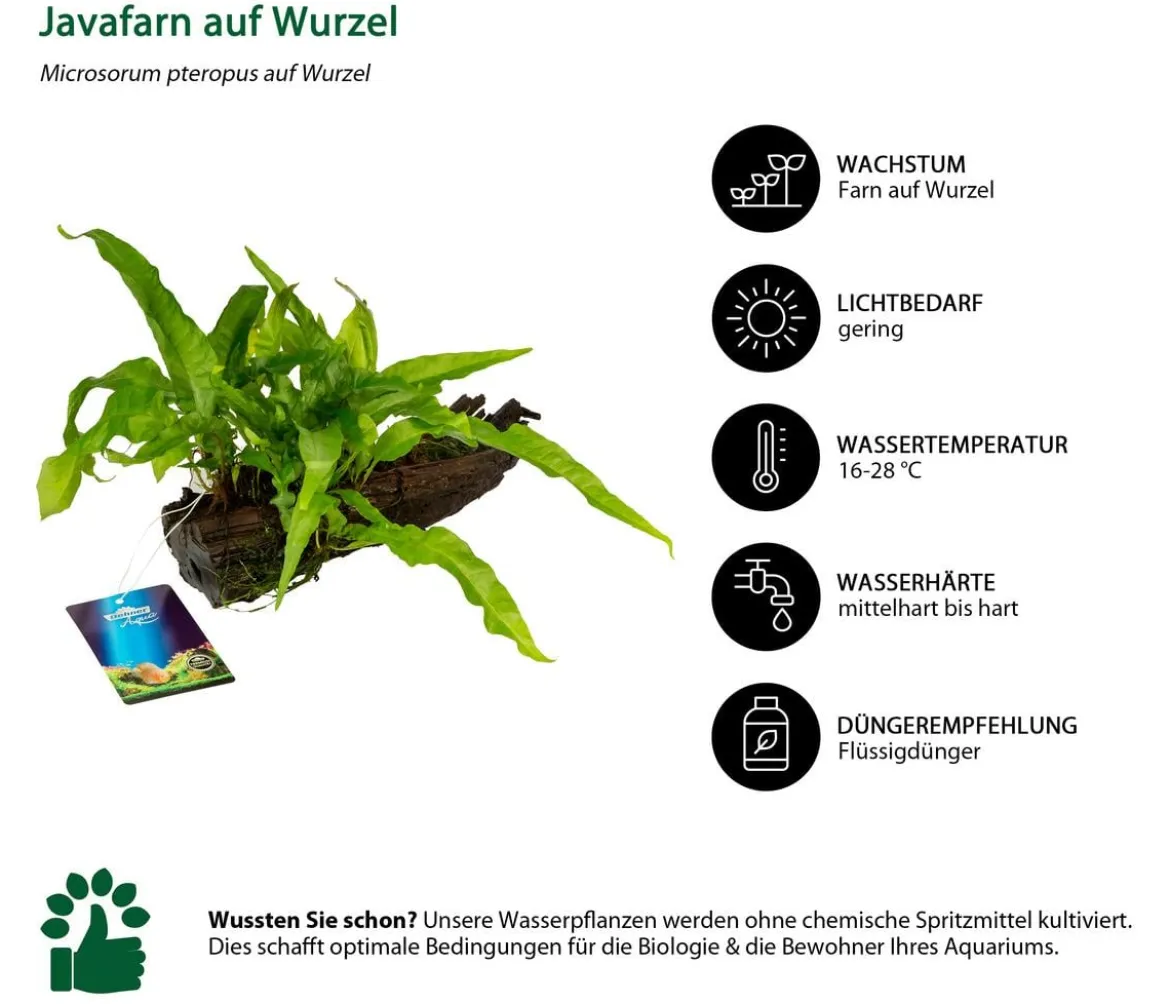 Dehner Aqua Premium Javafarn auf Wurzel - Microsorum pteropus