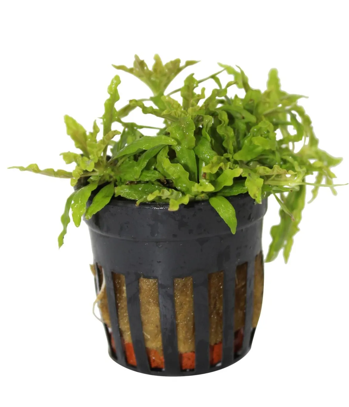 Dehner Aqua Premium Kleiner Wasserstern - Pogostemon helferi