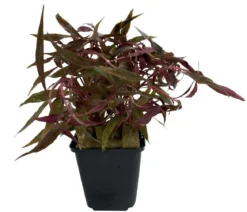 Dehner Aqua Premium Kleines Papageienblatt - Alternanthera reineckii pink XL