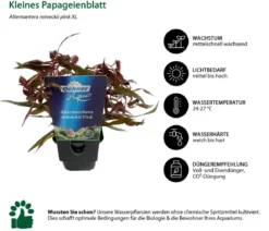 Dehner Aqua Premium Kleines Papageienblatt - Alternanthera reineckii pink XL
