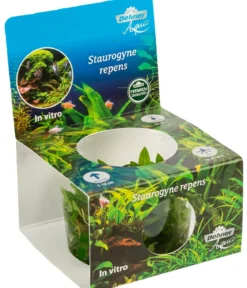 Dehner Aqua Premium Kriechende Staurogyne In vitro - Staurogyne repens