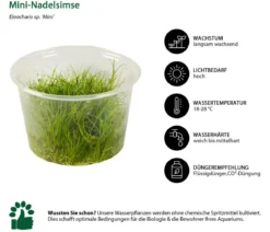 Dehner Aqua Premium Mini-Nadelsimse In vitro - Eleocharis sp. Mini