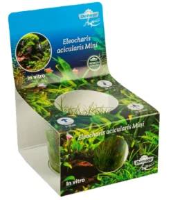 Dehner Aqua Premium Mini-Nadelsimse In vitro - Eleocharis sp. Mini