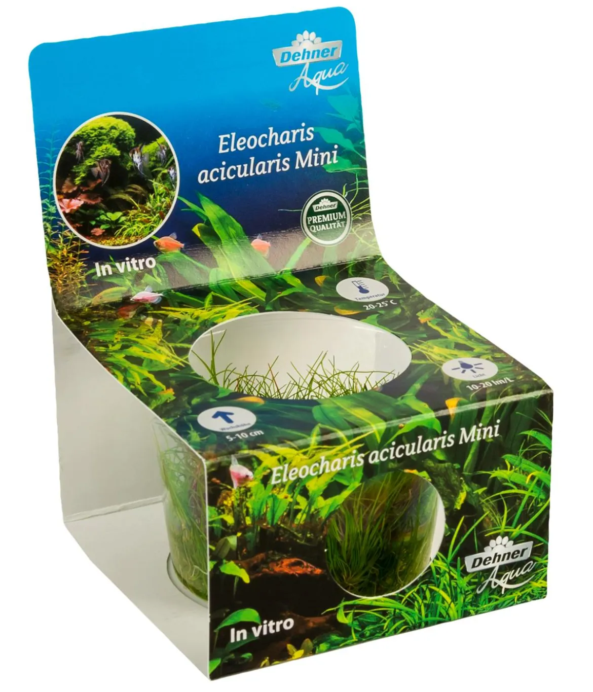Dehner Aqua Premium Mini-Nadelsimse In vitro - Eleocharis sp. Mini