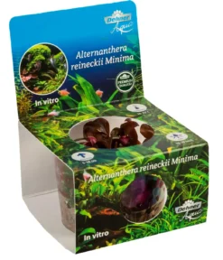 Dehner Aqua Premium Mini-Papageienblatt In vitro - Alternanthera reineckii Mini