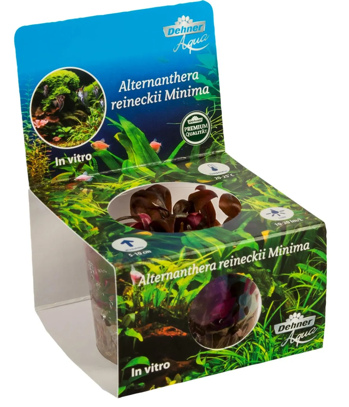 Dehner Aqua Premium Mini-Papageienblatt In vitro - Alternanthera reineckii Mini