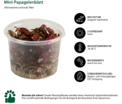 Dehner Aqua Premium Mini-Papageienblatt In vitro - Alternanthera reineckii Mini