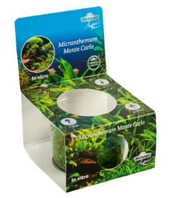 Dehner Aqua Premium Montecarlo Perlenkraut In vitro - Micranthemum montecarlo