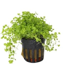 Dehner Aqua Premium Montecarlo Perlenkraut - Micranthemum monte carlo
