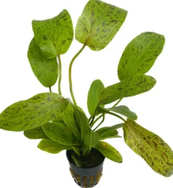 Dehner Aqua Premium Ozelot-Schwertpflanze - Echinodorus Ozelot Green