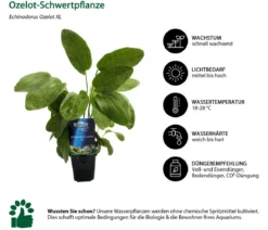 Dehner Aqua Premium Ozelot-Schwertpflanze - Echinodorus Ozelot XL