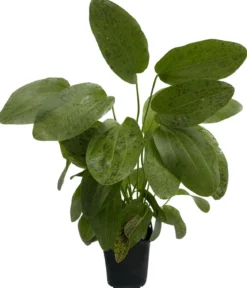 Dehner Aqua Premium Ozelot-Schwertpflanze - Echinodorus Ozelot XL