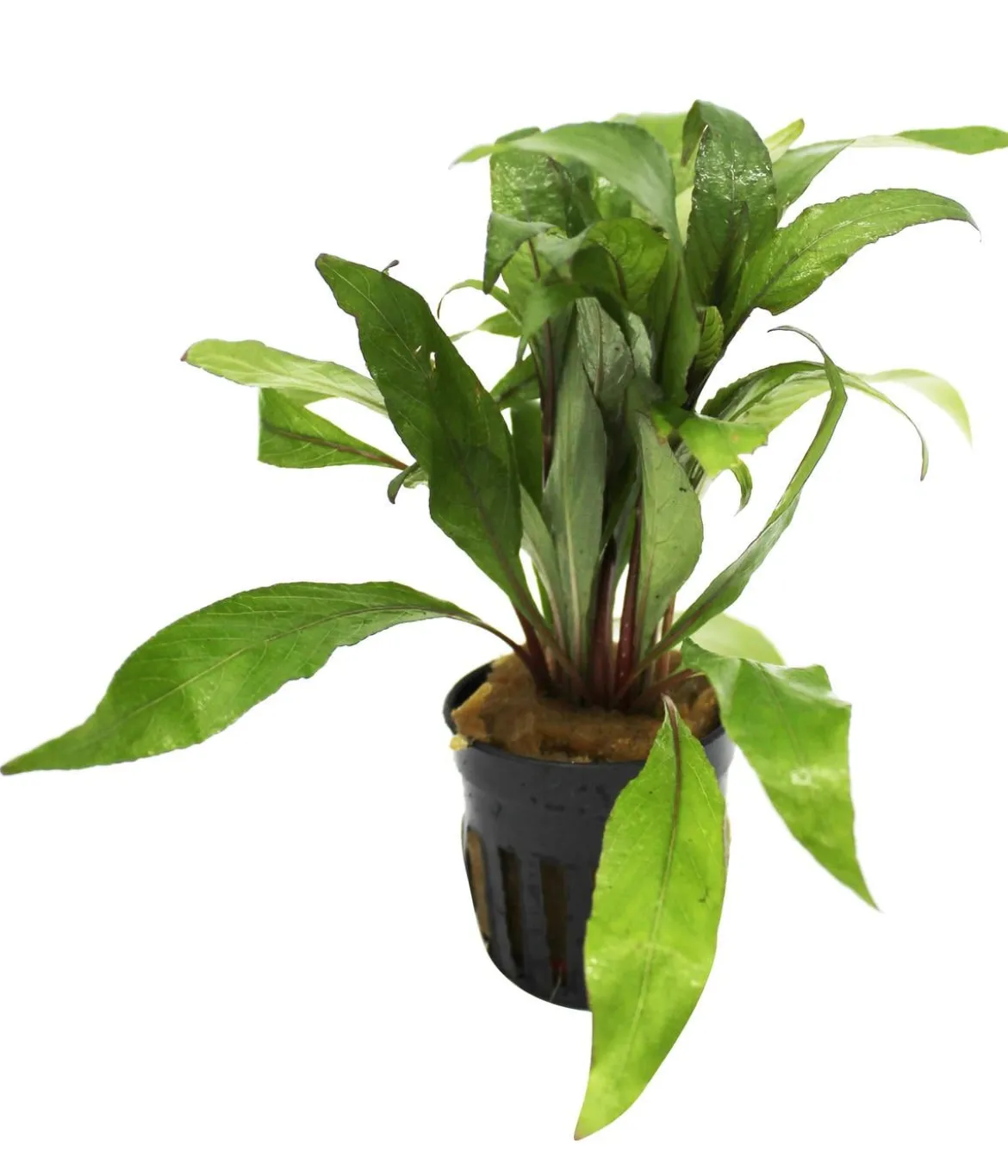 Dehner Aqua Premium Riesen-Wasserfreund - Hygrophila angustifolia