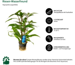 Dehner Aqua Premium Riesen-Wasserfreund - Hygrophila angustifolia