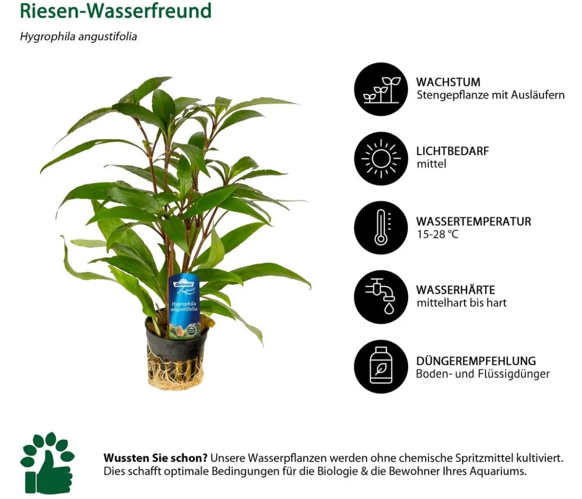 Dehner Aqua Premium Riesen-Wasserfreund - Hygrophila angustifolia