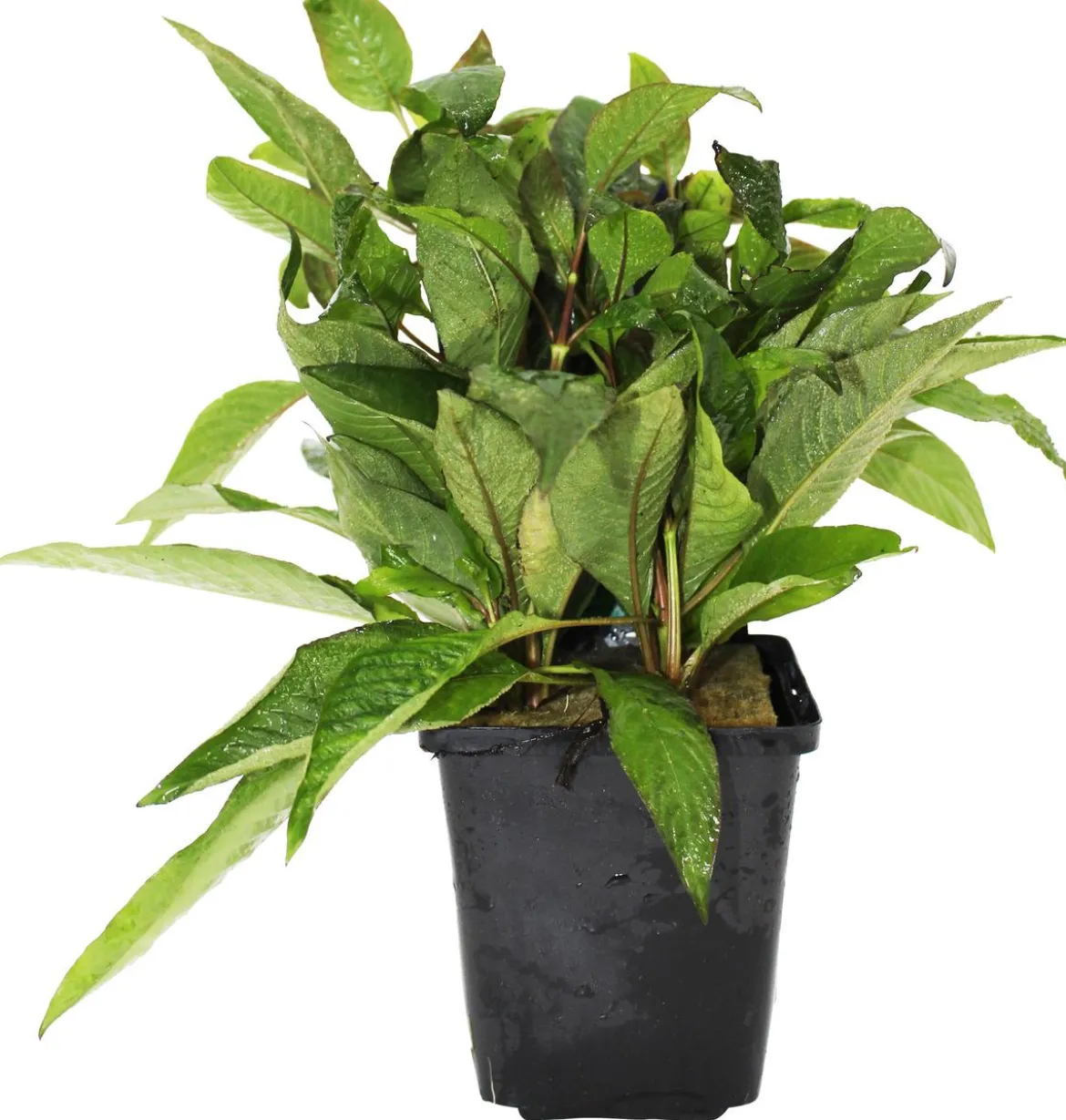Dehner Aqua Premium Riesen-Wasserfreund - Hygrophila siamensis