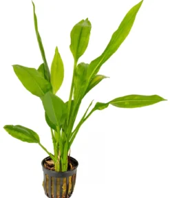 Dehner Aqua Premium Schmalblättrige Amazonas-Schwertpflanze - Echinodorus bleheri