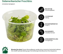 Dehner Aqua Premium Südamerikanischer Froschbiss In vitro - Limnobium laevigatum