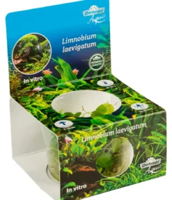 Dehner Aqua Premium Südamerikanischer Froschbiss In vitro - Limnobium laevigatum