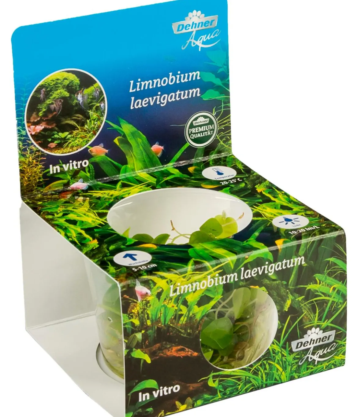 Dehner Aqua Premium Südamerikanischer Froschbiss In vitro - Limnobium laevigatum
