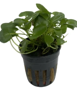Dehner Aqua Premium Wasserblättrige Seekanne - Nymphoides hydrophylla Taiwan
