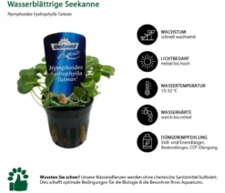 Dehner Aqua Premium Wasserblättrige Seekanne - Nymphoides hydrophylla Taiwan