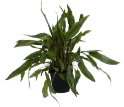 Dehner Aqua Premium Wendtscher Wasserkelch - Cryptocoryne wendtii XL