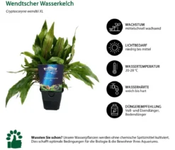 Dehner Aqua Premium Wendtscher Wasserkelch - Cryptocoryne wendtii XL
