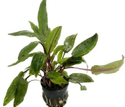 Dehner Aqua Premium Willis Wasserkelch - Cryptocoryne x willisii