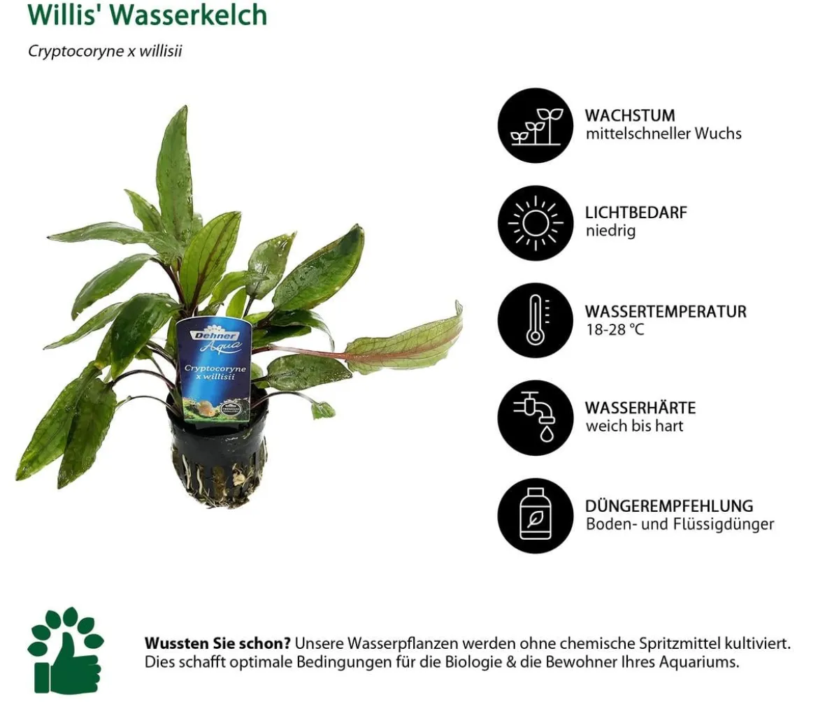 Dehner Aqua Premium Willis Wasserkelch - Cryptocoryne x willisii