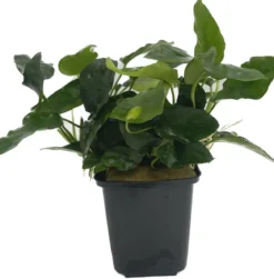 Dehner Aqua Premium Zwergspeerblatt - Anubias barteri var. Nana XL