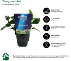 Dehner Aqua Premium Zwergspeerblatt - Anubias barteri var. Nana XL
