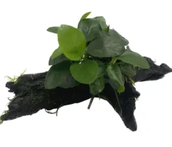 Dehner Aqua Premium Zwergspeerblatt auf Wurzel - Anubias barteri var. Nana