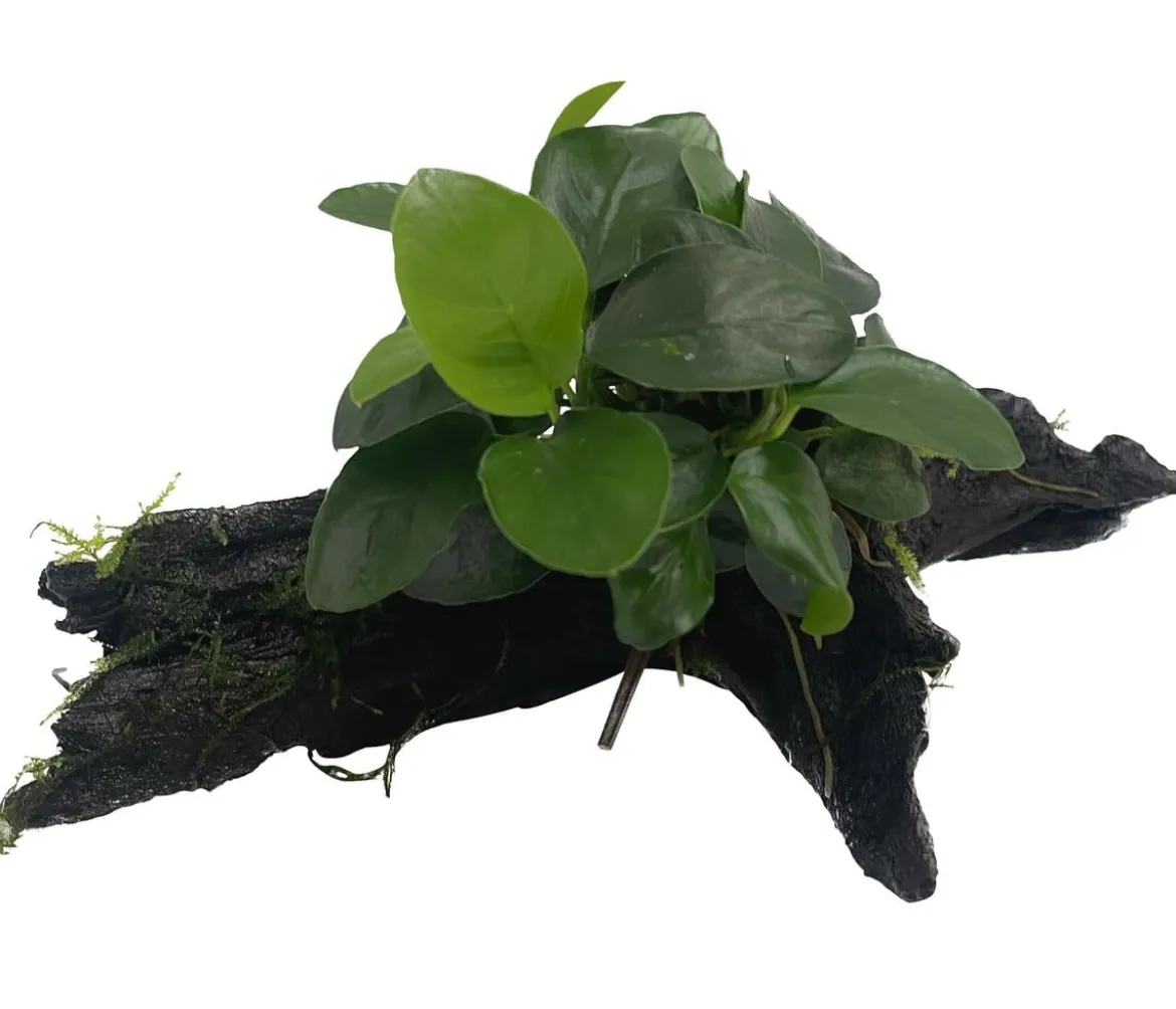 Dehner Aqua Premium Zwergspeerblatt auf Wurzel - Anubias barteri var. Nana