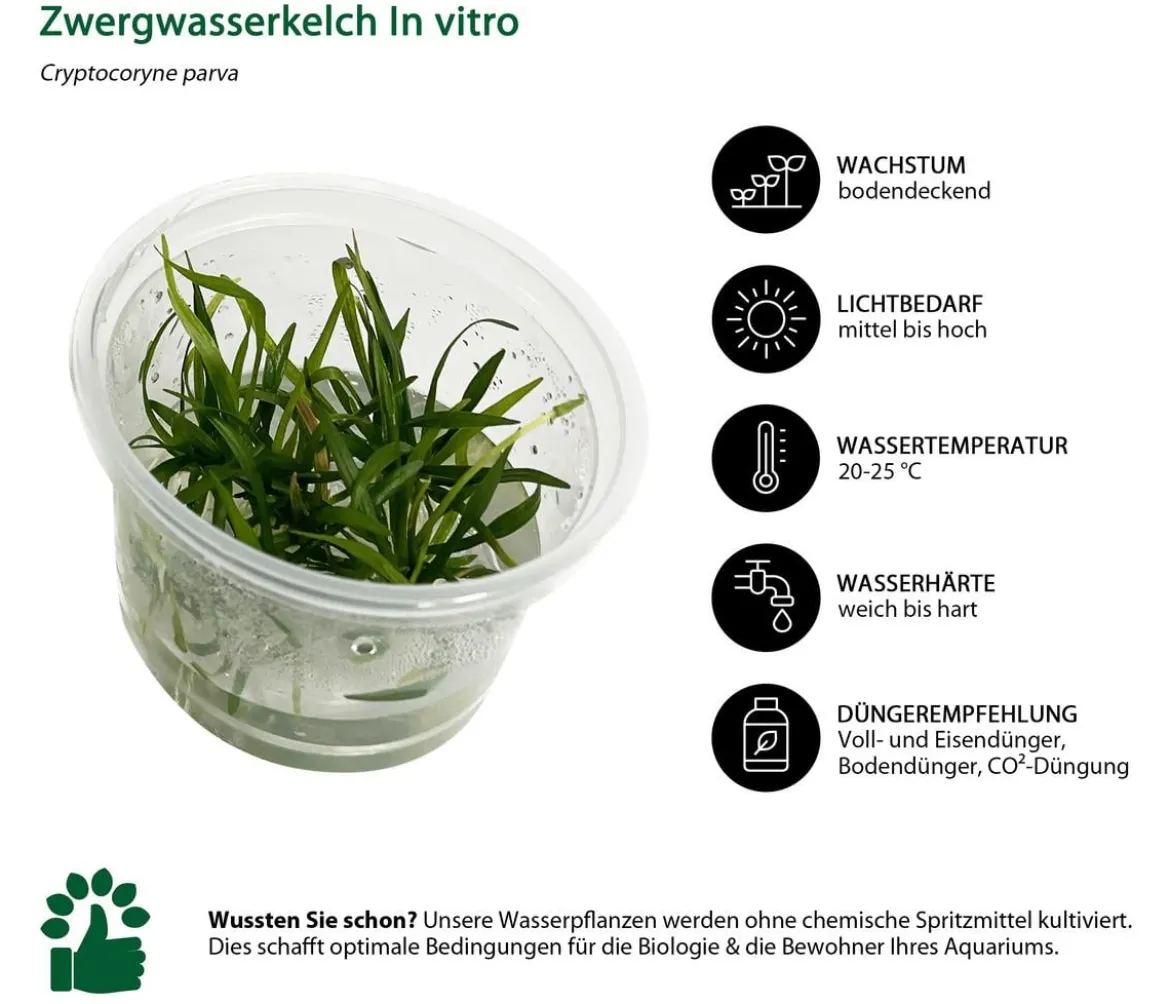 Dehner Aqua Premium Zwergwasserkelch In vitro - Cryptocoryne parva